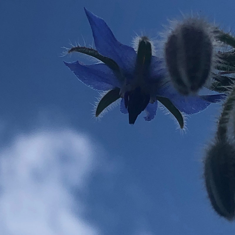 Eine blaue Borettsch-Blüte vor blauem Himmel