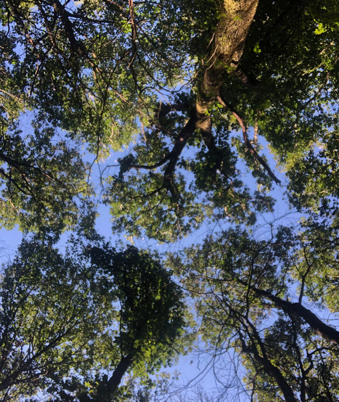 Blick in Baumkronen