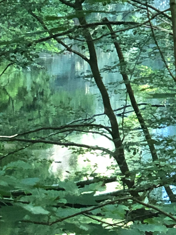 Blick durch Bäume auf grünes Wasser