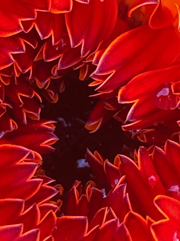 Rote Blütenblätter