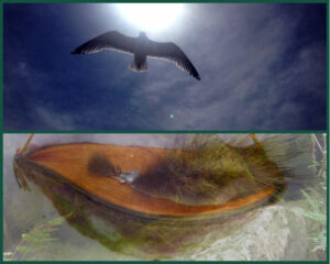 Bildcollage - Fliegender Vogel in die Sonne - Seelenboot