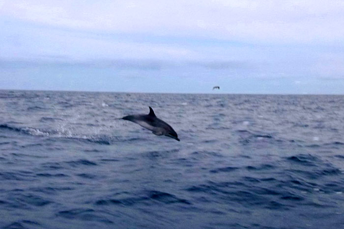 Zwei Delphine springn im Wasser