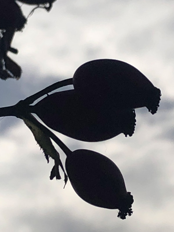 Hagebutten im Gegenlicht