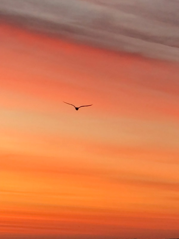 Möwe im Sonnen untergang