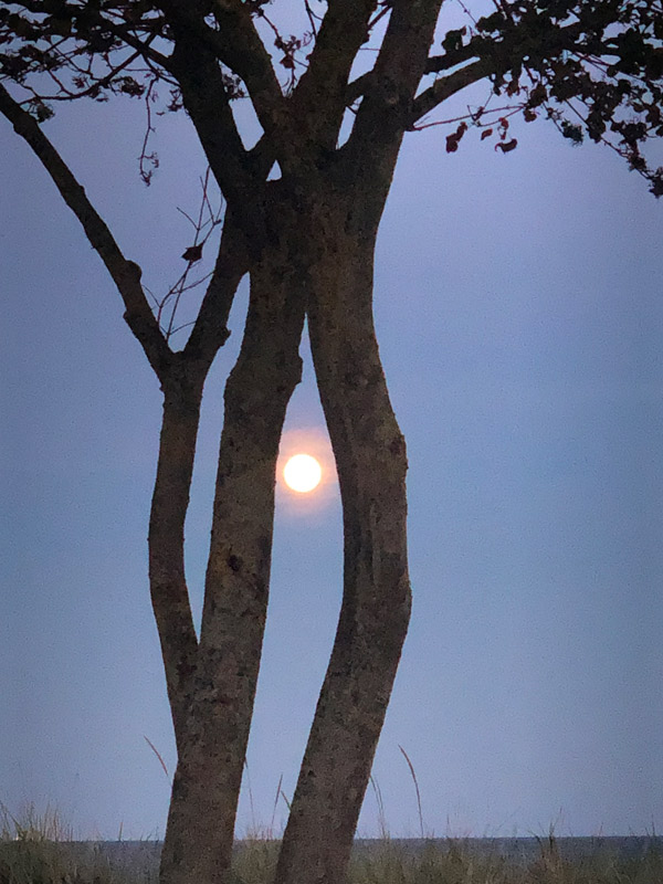 Sonne hinter Bäumen