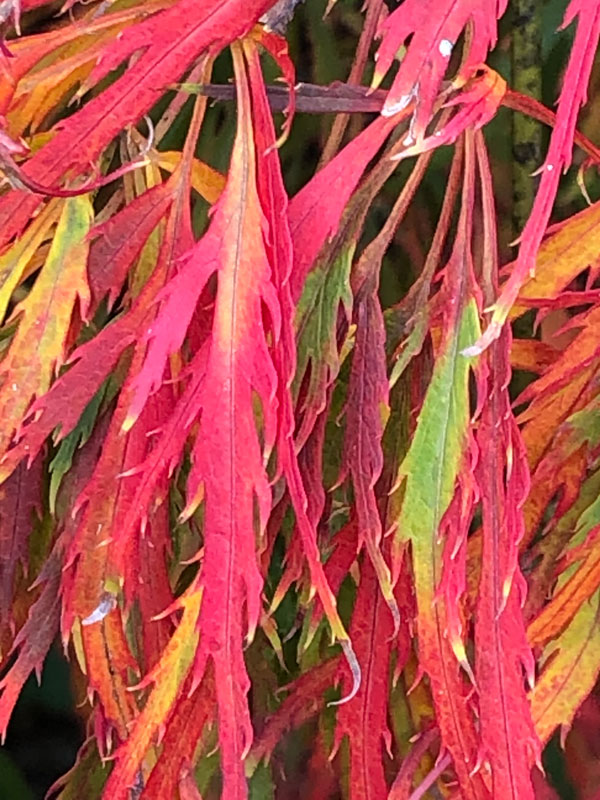 rote Blätter im Herbst